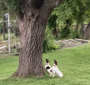 jmtx2 - Looking for Squirrels