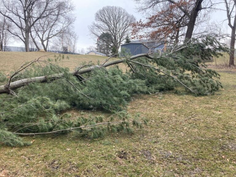 2022 White Pine Cleanup