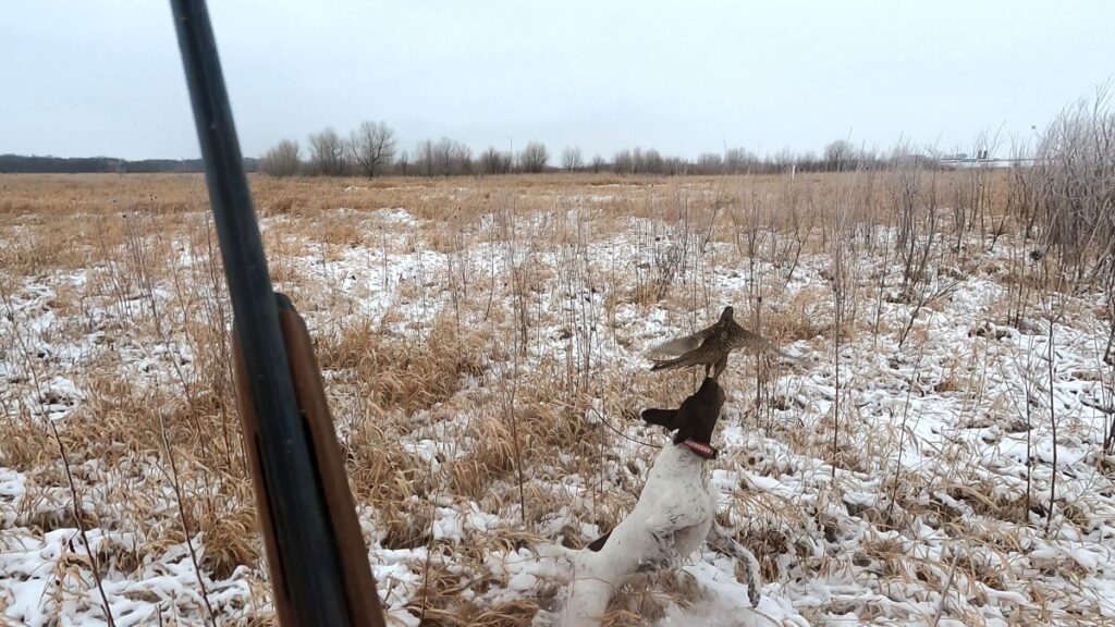 Stella almost catches a hen