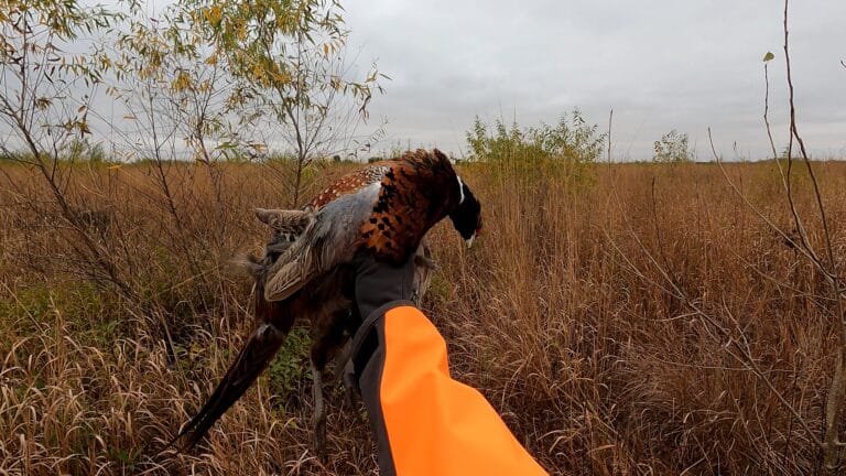 2026 Pheasant Hunting – Week 1