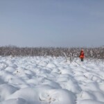 The sun cam out for a while. Everything was bright and clean. Snow covered landscape