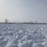 The snow on the grass. Made for tough walking as many of these hummocks are 2-3 feet high. Snow covered landscape