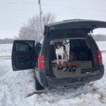 Back at the truck. Stella worked her butt off for these birds. Birds