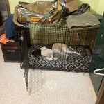 Stella was beat after two days of hunting So tired