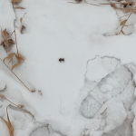 Not what you would expect in the middle of winter. Snow Toad