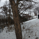 Closer view of the woodpecker damage. Ash Tree