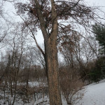 Closer view of woodpecker damage. Ash Tree
