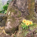 This flower was growing right next to the viewing area for a waterfall. Flower