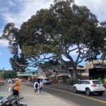 This was just off the beach in Kona. Just a really big tree. Big tree