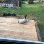 Willow now uses this deck as her primary lookout location while guarding the oak tree. Willow approves