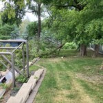 Box Elder Limb Down