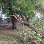 Box Elder Limb damaged in storm