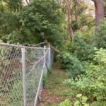 Storm Damage - Black Cherry Limb