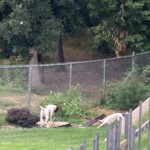 Bad Dogs