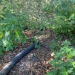 Drain Pipe Uncovered
