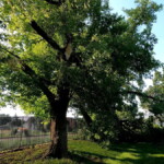 Big box elder limb broken off Big limb broken off