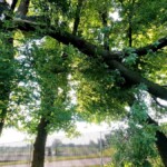 Big limb broken off, barely hanging on Big Limb