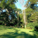 Cutting down oak tree from lift Cutting down oak