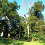 Using a rope to lower a tree top. Tree top coming down