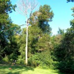 Ash tree almost down Ash tree almost down