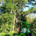 This ash tree was hanging over my fence so they removed it in pieces. Ash Tree hanging over fence