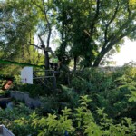 In the process of removing widow maker. Working on box elder