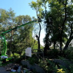 Carefully removing box elder a piece at a time. Box elder coming down