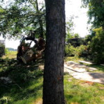 Machine handled large logs with ease Big chunk of wood