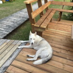 The camp dog. A Husky, Shepard mix. Typical husky. He would graciously allow you to pet him. Aspen
