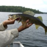 Pretty typical walleye for this lake. Walleye