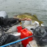 Yet another walleye Walleye