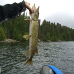 A small pike caught trolling. Small Pike