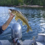Another walleye Walleye
