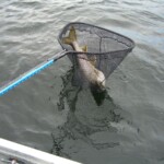 This is Jeff's bigger trout as it was netted. Trout