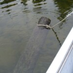 This log was floating right where the lodge boats travel. So, we put a rope on it and dragged it to shore. Log