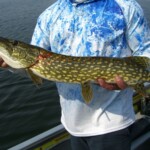 Small pike. Pike