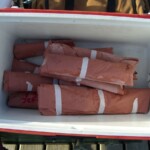 Fish, packaged after cleaned by the guide. Fish